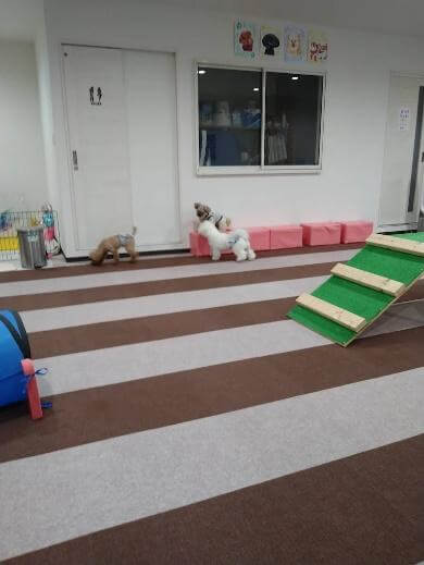 ペコ&ペティー(加古川市)